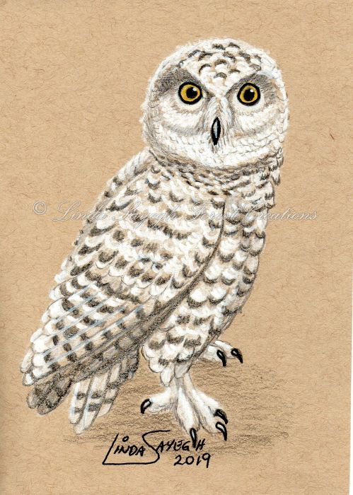 Snowy Owl by Linda Sayegh